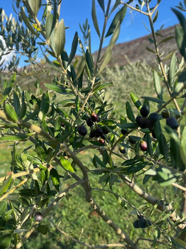 A Journey Through Our Olive Oil Mill