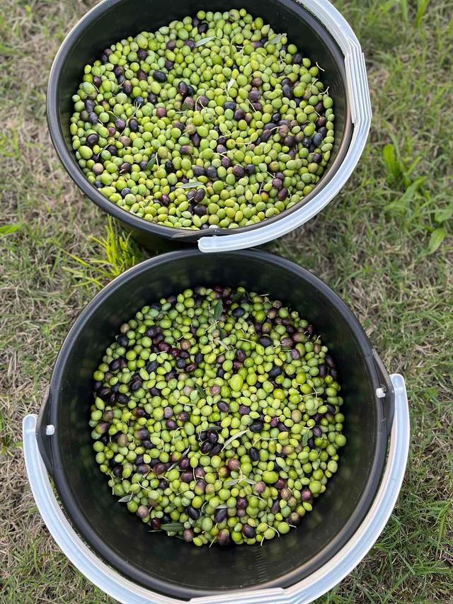 The Art of Olive Harvesting at BeqajCo