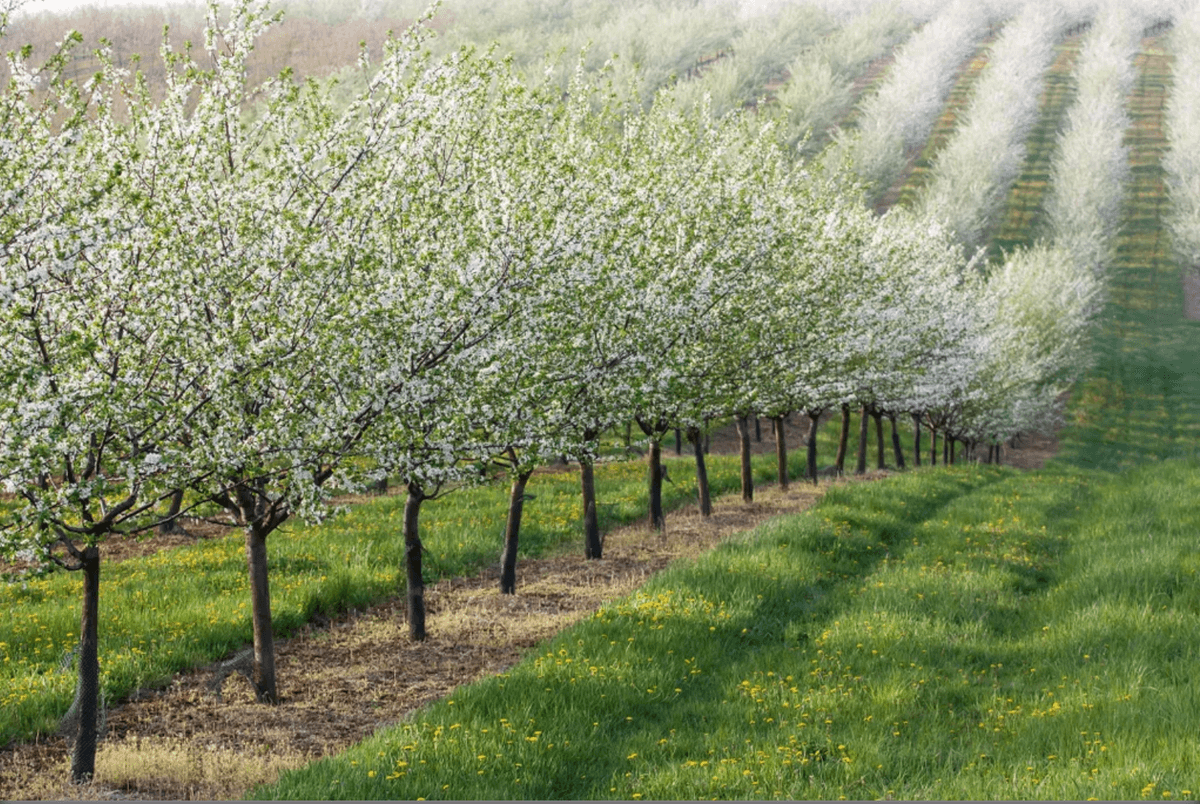 Olive Field